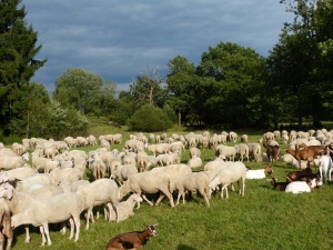 die wandernde Schafherde wird von Hirten + Hund begleitet