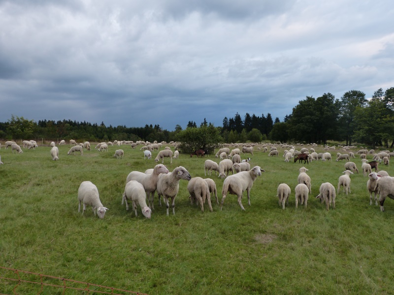 einige Ziegen begleiten die Schafherde