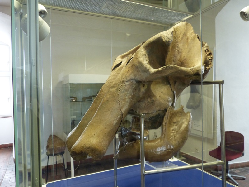 Mammutschädel aus der nahen Rheinaue
